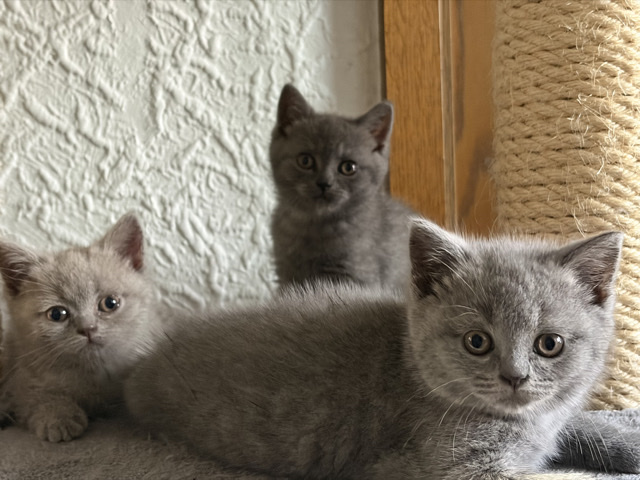 British Shorthair – 7 Zuckersüße BKH Kitten suchen ein Zuhause – Paderborn