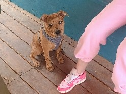 Catahoula Cur – Powerful Catahoula Leopard Dog Female – Albuquerque – Albuquerque