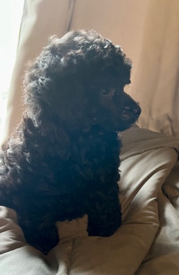 Poodle – CKC Miniature poodles