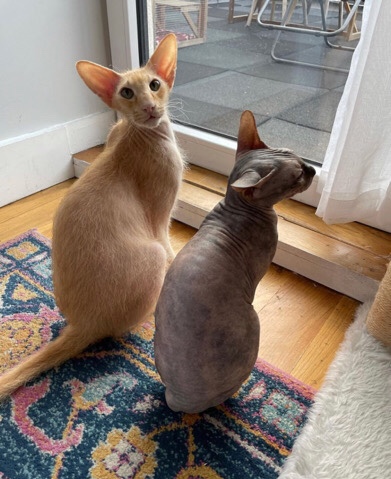 Donskoy – Rehome