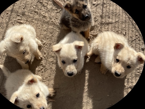 Mixed Breed – Miniature German Collies (Shollie) – Prineville