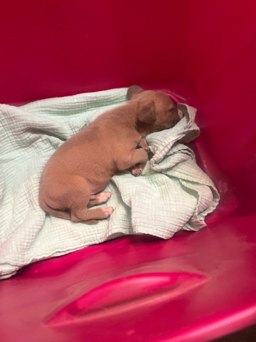 American Pit Bull Terrier – Pitpull Puppy (Red Nose) for Sale Urgently!