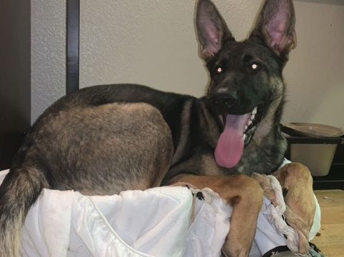 Belgian Shepherd Dog (Malinois) – Belgian Malinois – Jessup