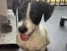Jack Russell Terrier – 🐾 Puppy Looking for a Loving Home – Plantation