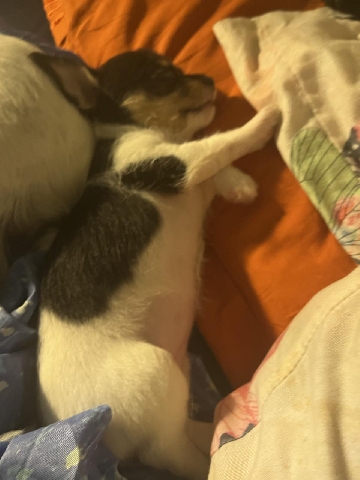 Chihuahua – puppies