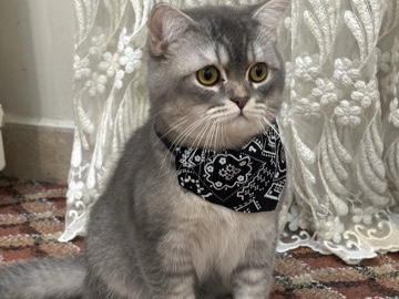 Scottish Fold – scottish – Kuwait City
