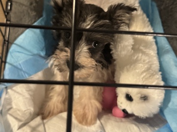 Miniature Schnauzer – A beautiful home for her – Dallas