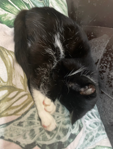 Bengal – black and white cute cat