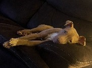 Image of American Pit Bull Terrier