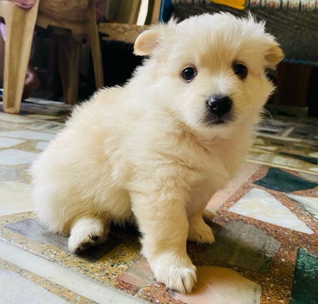 Pomeranian – quality👌