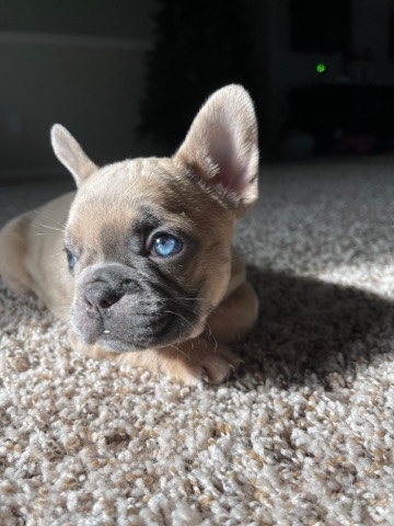 French Bulldog – Merle French Bulldog Puppy