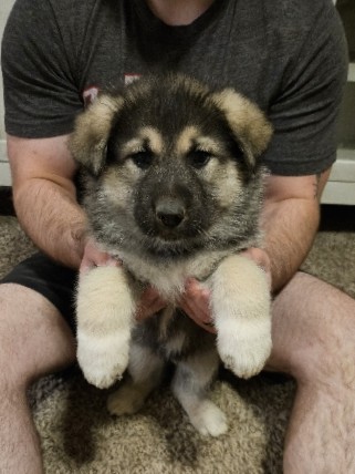 Alaskan Malamute – German shepherd/alaskan mix puppies
