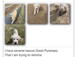 Great Pyrenees – Livestock guard pups