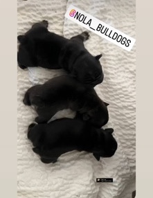 French Bulldog – All black male frenchie