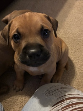 American Staffordshire Terrier – Otis – Live Oak