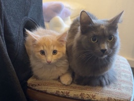 Maine Coon – Kitten sucht für immer Zuhause ❤️(Männchen) – Reutlingen