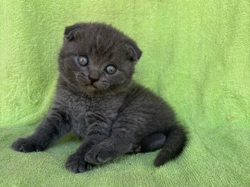 Scottish Fold Kittens (2 mos old)