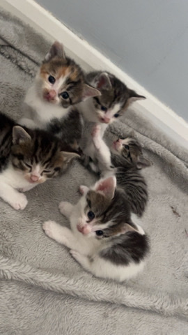 Russian White, Black and Tabby – 5 kittens for sale
