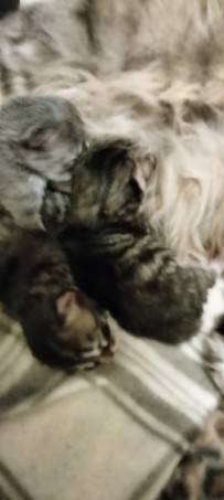 Siberian kittens