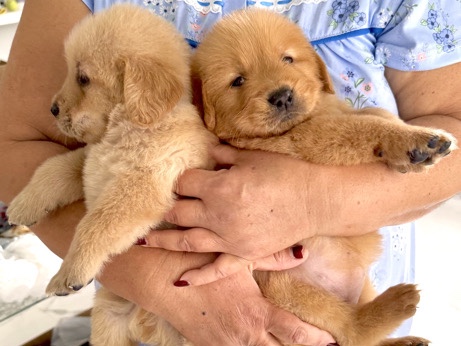 beautiful Golden Retriever