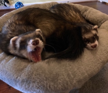 ferret – Bonded Ferrets (semi-angora and domestic)