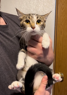 free rehoming female cat