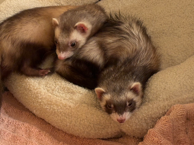 ferret – 2 female ferrets + 3 story cage + everything I have for them