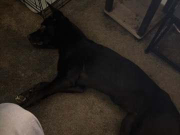 Mixed Breed – Needs new home – Washington