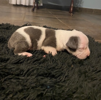 Newborn pitbull
