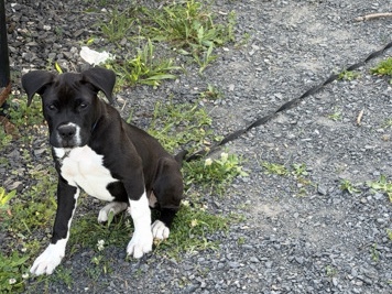 Mixed Breed – lab mix pit – Kingston