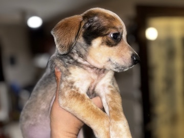 Australian Cattle Dog – blue heeler puppies – Albuquerque