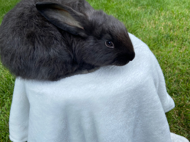 Silver Fox – Silver fox rabbits/meat rabbit