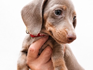 Dachshund – Miniature dachshunds health clear – Swanley