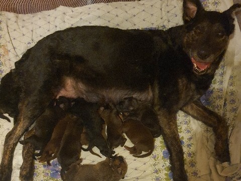 Mischlingswelpen Bordercollie/Schäferhund und Dobermann/Novo scotia duck retriever tolling – Kiel