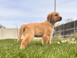 Golden Retriever – Golden retriever puppy – Kennewick