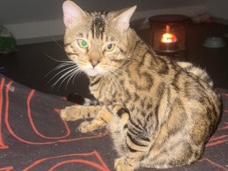 Bengal – Bengal brown tabby spotted – Saint-Quentin