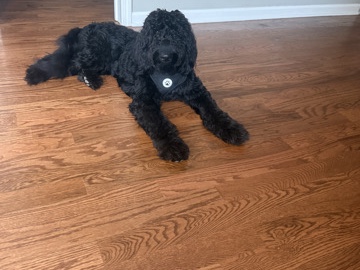 Goldendoodle – friendly, energetic, family dog (message if interested OBO) – Hammond