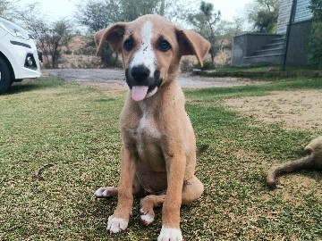 Indian pariah dog – indie puppies – Samaspur