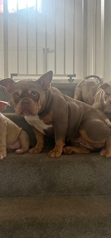 rehoming micro pocket bullie female