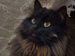 Persian (Modern) – Persian black cat brown eyes very beautiful