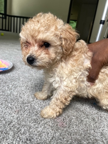 Poodle – Toy poodles ‼️