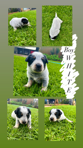 Australian Cattle Dog – blue heeler cattle dog puppies
