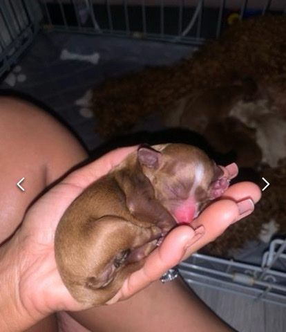 Cavapoo – last little boy beautiful cavapoo puppy