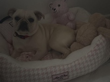 Pug – pup for sale – Harlow