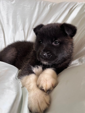 Akita German Shepherd puppies