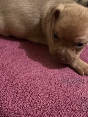 Dachshund – Dachshund puppy