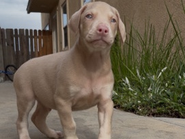 Doberman Pinscher’s