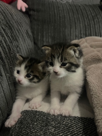 American Bobtail – 2 kittens