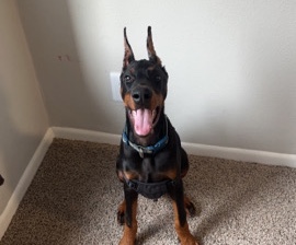 Doberman Pinscher – Doberman for Sale