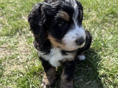 F1b reverse Bernedoodles